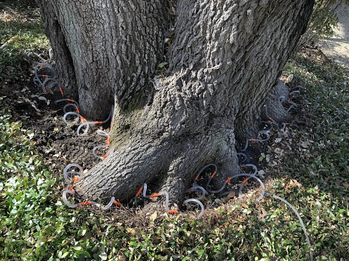 Detailed Tree Cabling and Bracing job site in La Quinta