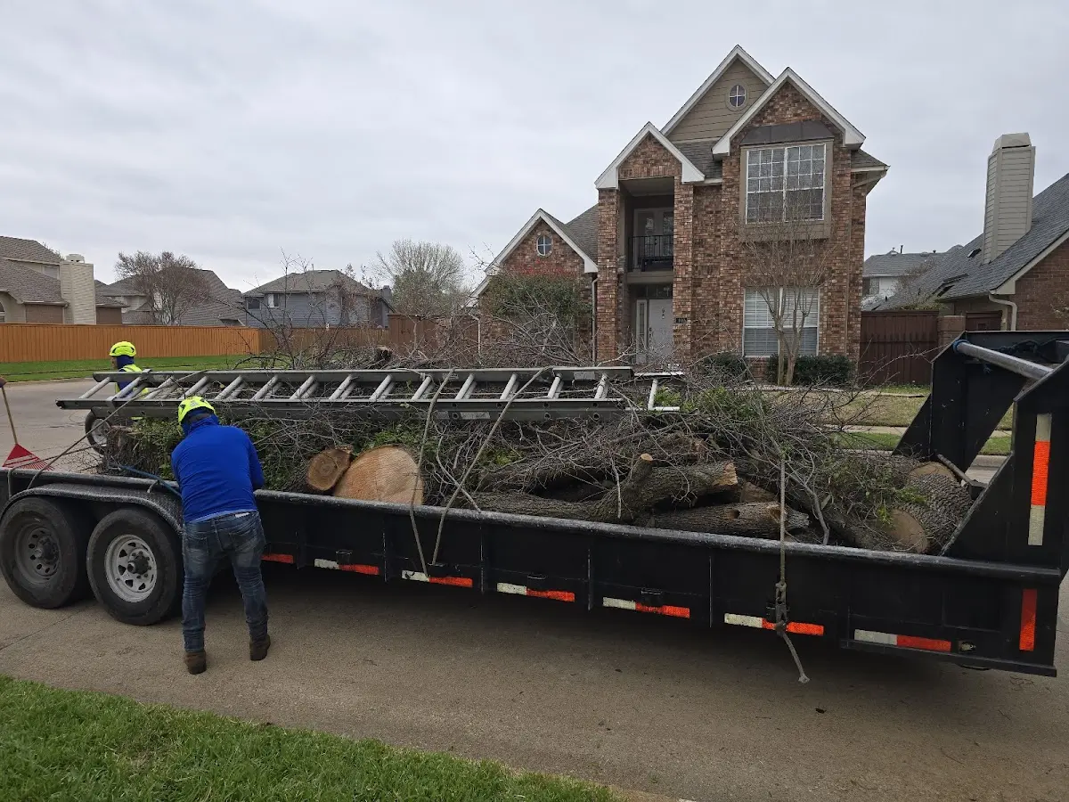 Expert Tree Removal with proper safety equipment in La Quinta